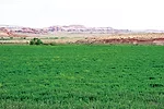 Alfalfa