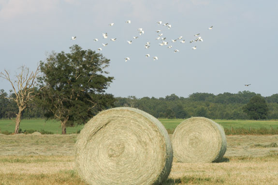 round bales