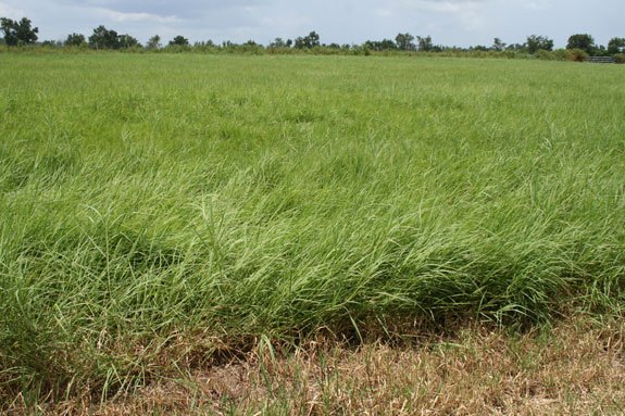 bermudagrasses