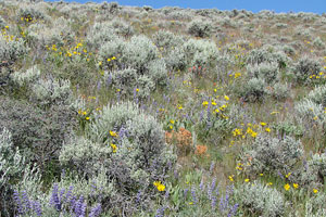 020812_invasive_plants2