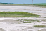 Salt accumulation on low-lying wet fields