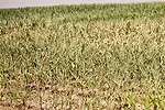 Drought tolerance