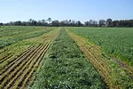 Mowed rye grass