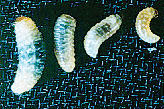 Clover root curculio weevil maggot (Sitona hispidule)