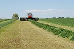 cutting hay