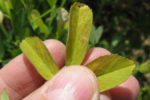 alfalfa trifoliate with symptoms of possible boron deficiency