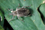 Alfalfa weevil