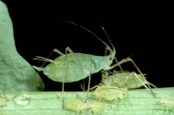 Pea aphid