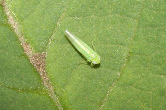 Potato Leafhopper