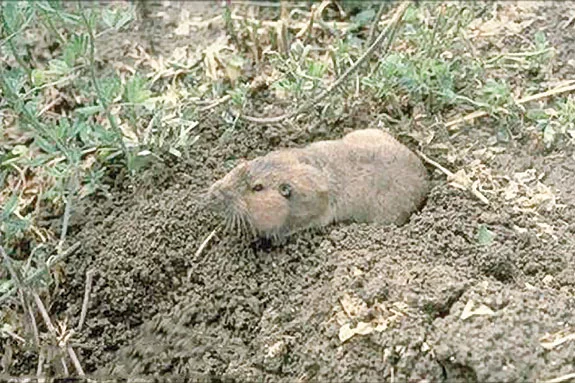 Pocket gopher