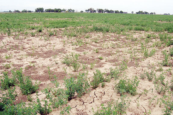 Alfalfa damage by gophers