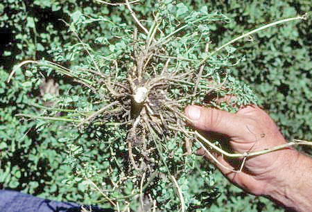 gopher damage to alfalfa