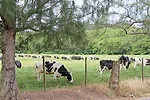 Q. Development Dairy Farm