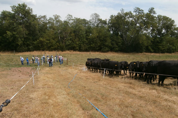 Grazing