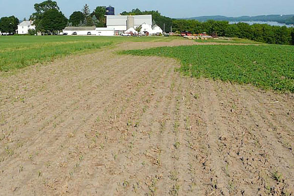 Variegated cutworm