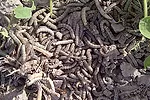 Variegated cutworm