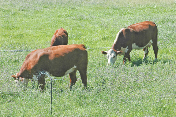 Cattle grazing