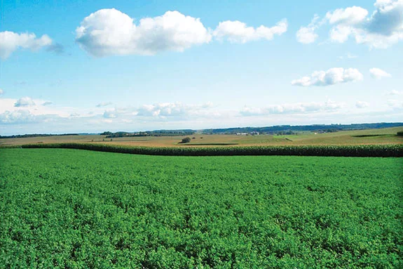 Rotating alfalfa