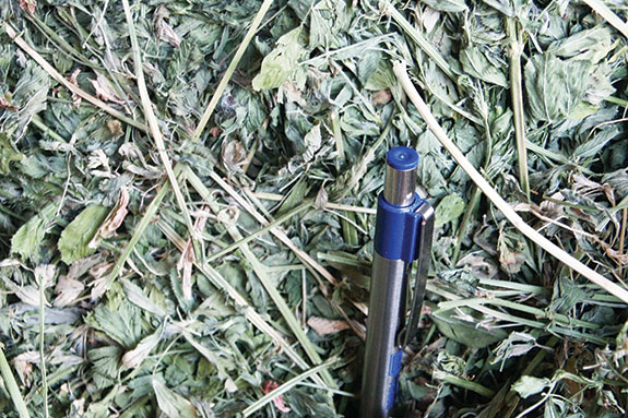 Pen alfalfa