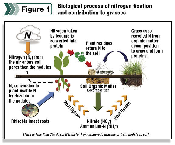 Biological process of nitrogen fixation