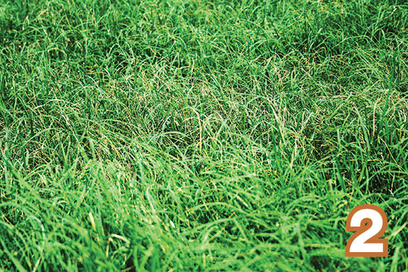 Damanged bermudagrass