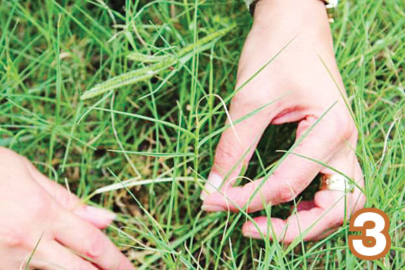 Bermudagrass