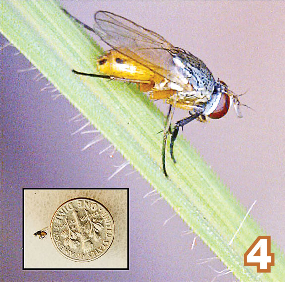 Bermudagrass stem fly (Atherigona reversura)
