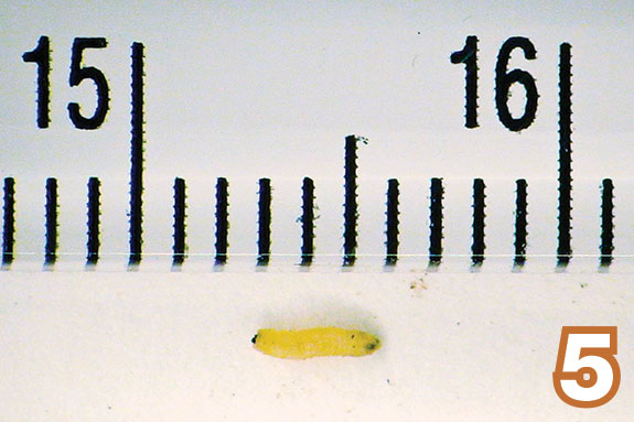 Bermudagrass stem maggot length (Atherigona reversura)