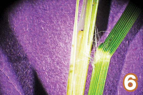 Bermudagrass stem maggot (Atherigona reversura) feeding