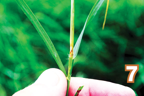 Bermudagrass stem maggot (Atherigona reversura) feeding