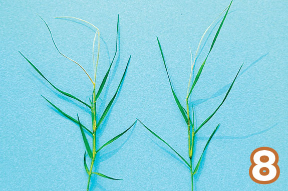 Bermudagrass recovering