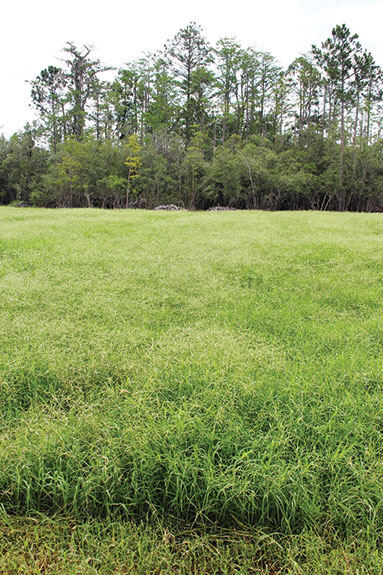 Field after weed control