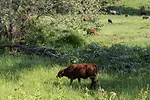 Cattle