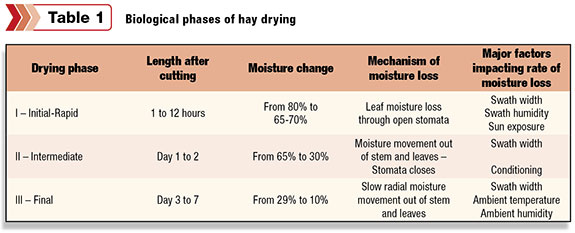 Biological phases of hay drying