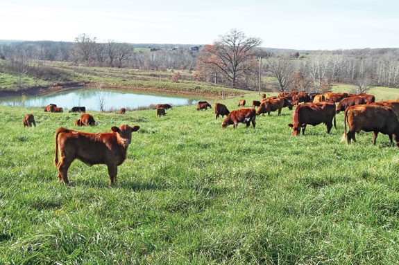 Cattle by water