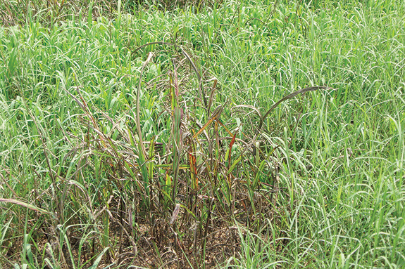 Cyanide containing plants 