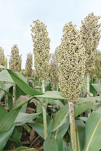Cyanogenic plants
