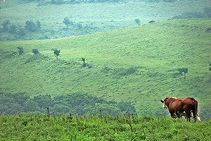 092413_forage_1