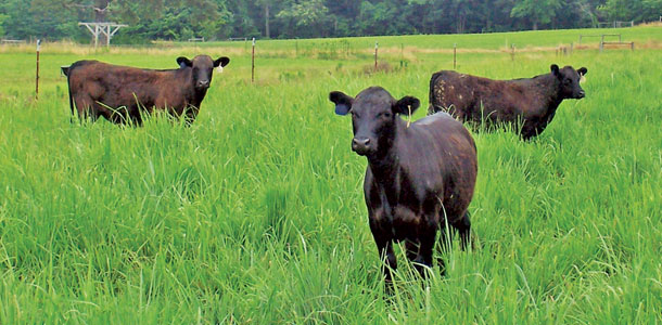Big bluestem pasture.