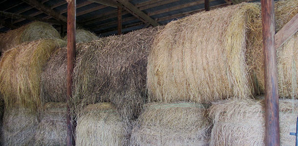 Hayed stored improperly