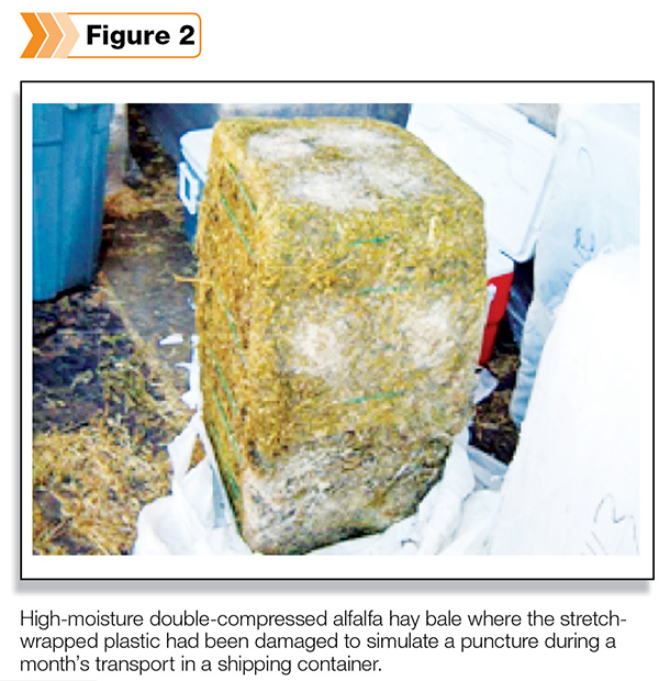 High moisture double compressed alfalfa