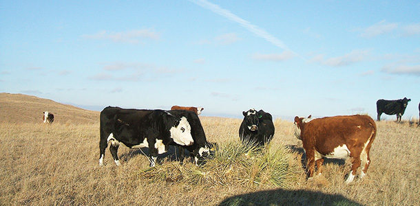 Cattle with stockpiled grasses