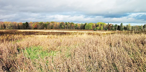 Idled wetland