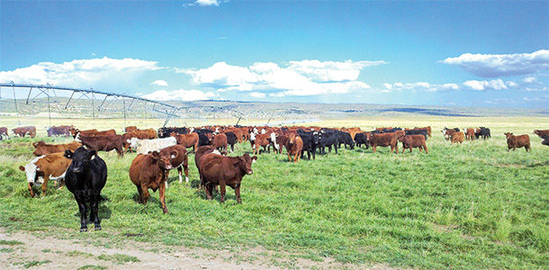 Charles Redd cattle ranch