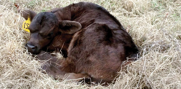 Calf 152
