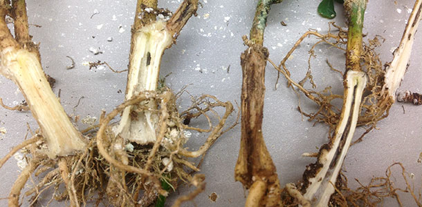 Stems