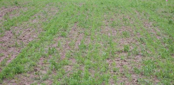 thin new seeding