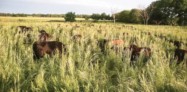 High-density grazing
