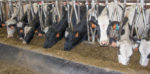 dairy cows eating