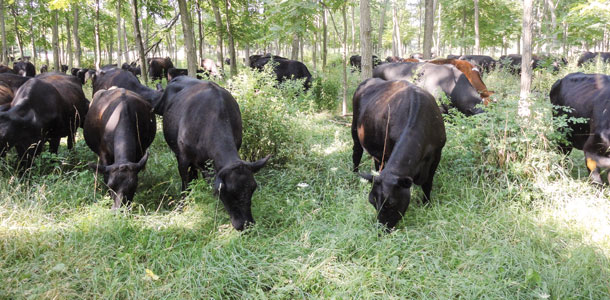cattle grazing under black locust trees